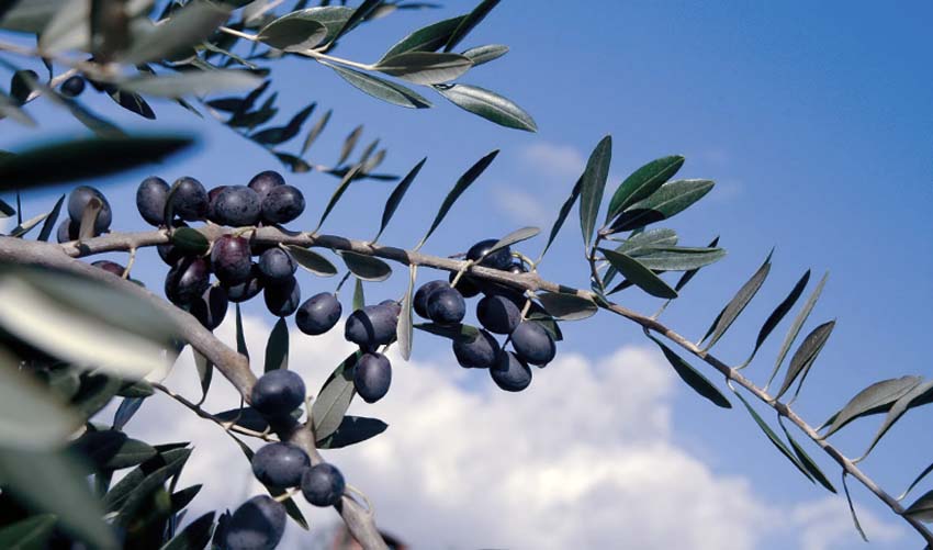 grozd maslina